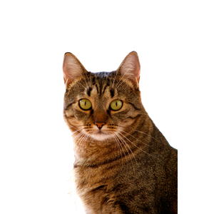 Beautiful Close Up Of An Alert Tabby Cat Indoors, Showcasing Stunning Eyes. 15806 - Cat PNG image with transparent background